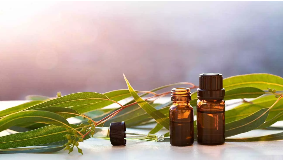 Therapeutic Eucalyptus Essential Oil Supercritical CO2 Eucalyptus Oil 